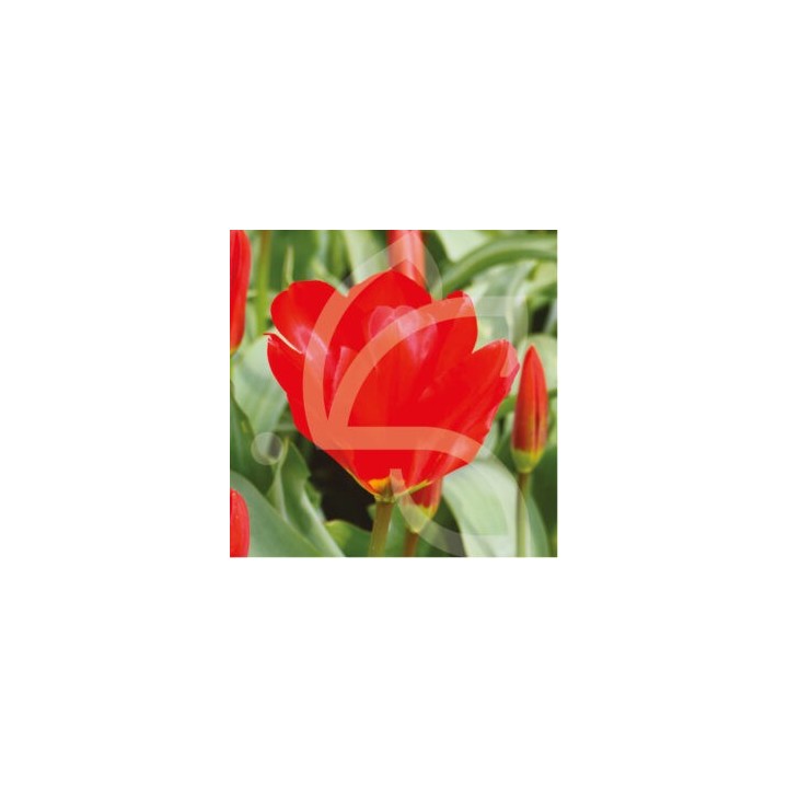 Bulbes Tulipes Botanique Fosteriana Mme Lefeber cal 12/+ les 100