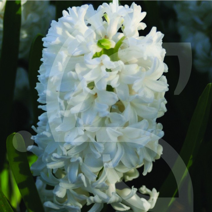 Bulbes Jacinthes White Pearl cal 16/+ les 50