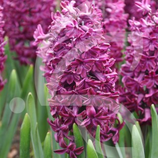 Bulbes Jacinthes Woodtock cal 16/+ les 50