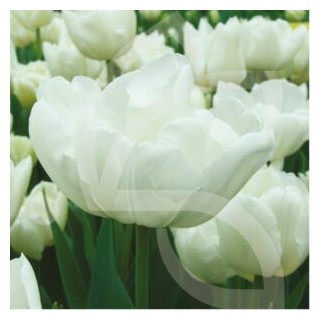 Bulbes Tulipes Double Hative Mondial cal 12/+ les 100