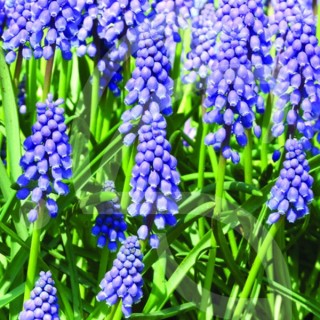 Bulbes Muscari Armeniacum cal 8+ les 100