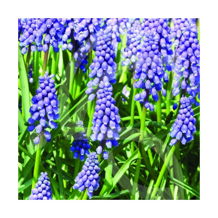 Bulbes Muscari Armeniacum cal 8+ les 100