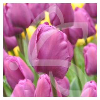 Bulbes Tulipes Triomphe Negrita cal 12/+ les 100