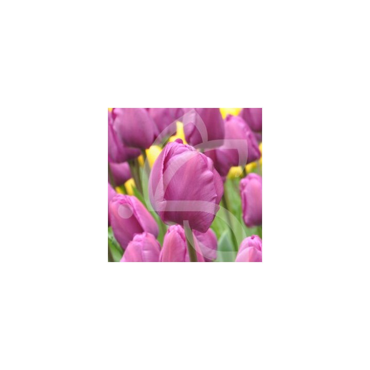 Bulbes Tulipes Triomphe Negrita cal 12/+ les 100