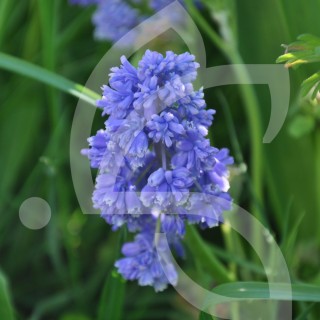 Bulbes Muscari Blue Spike cal 08-09 les 100