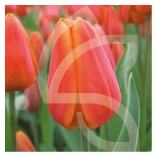 Bulbes Tulipes Triomphe Orange Cassini cal 12/+ les 100