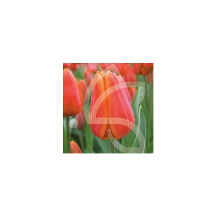 Bulbes Tulipes Triomphe Orange Cassini cal 12/+ les 100