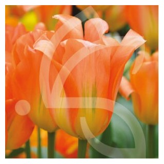 Bulbes Tulipes Botanique Fosteriana Orange Emperor cal 12/+ les 100