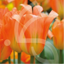 Bulbes Tulipes Orange...