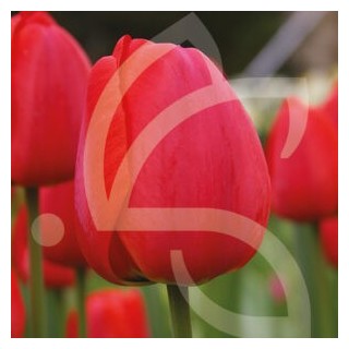 Bulbes Tulipes Darwin Hybride Oxford cal 12/+ les 100