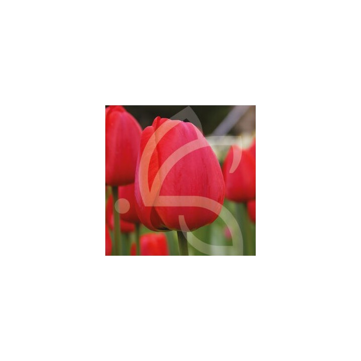 Bulbes Tulipes Darwin Hybride Oxford cal 12/+ les 100