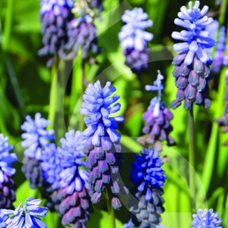 Bulbes Muscari Latifolium cal 6/+ les 100