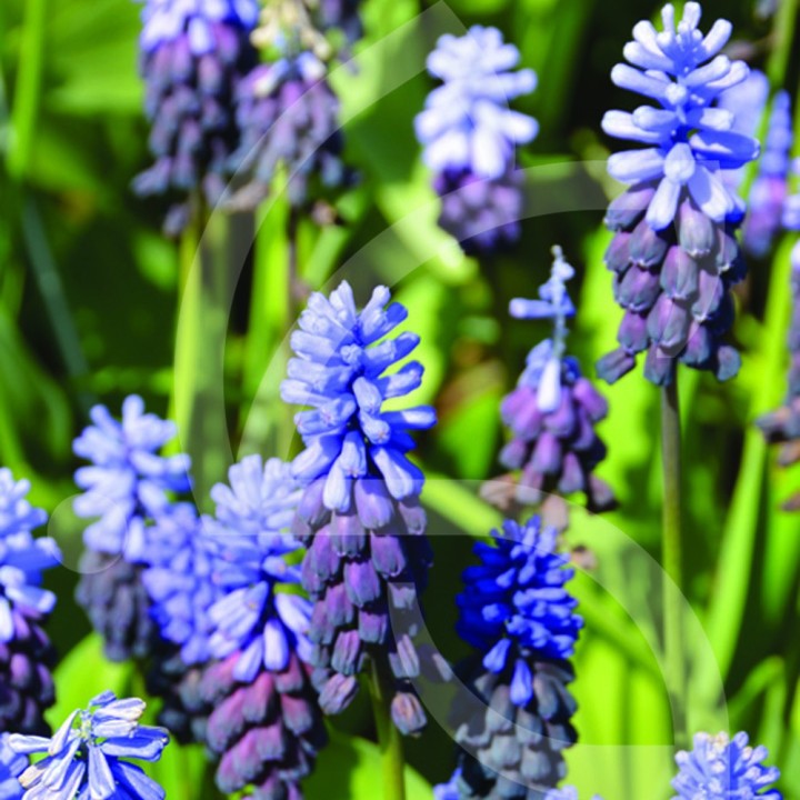 Bulbes Muscari Latifolium cal 6/+ les 100