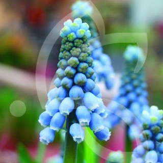 Bulbes Muscari Valérie Finnis cal I les 100
