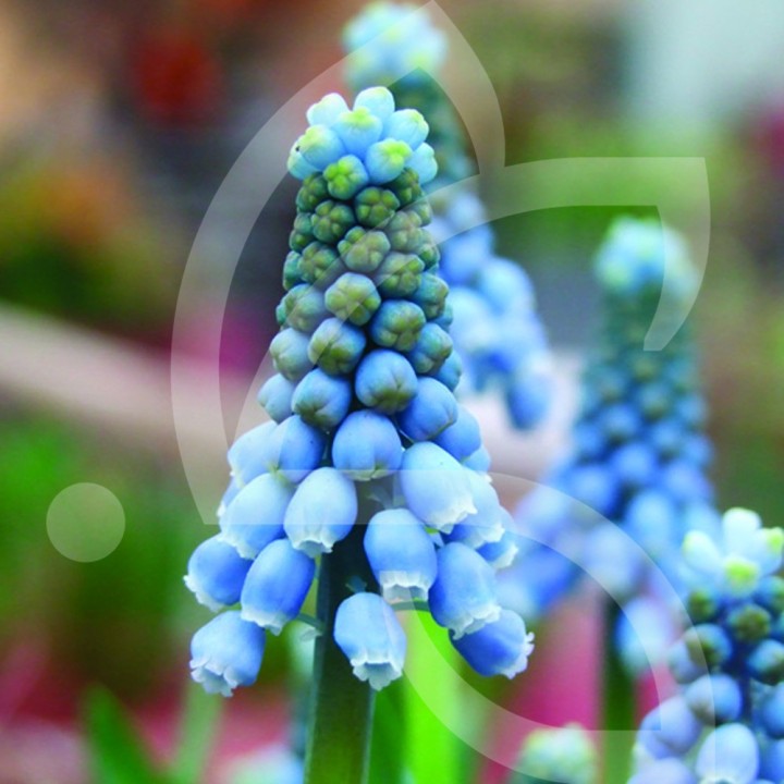 Bulbes Muscari Valérie Finnis cal I les 100