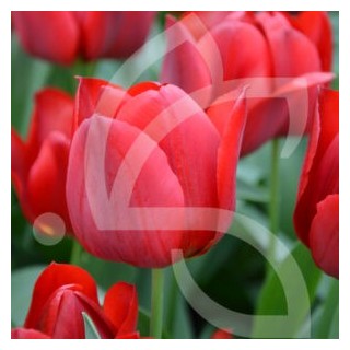 Bulbes Tulipes Triomphe Pallada cal 12/+ les 100