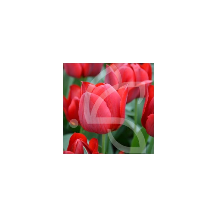 Bulbes Tulipes Triomphe Pallada cal 12/+ les 100