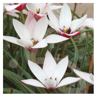 Bulbes Tulipes Botanique Clusiana Peppermint Stick cal 6/+ les 100