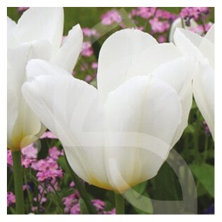 Bulbes Tulipes Botanique Fosteriana Purissima cal 12/+ les 100