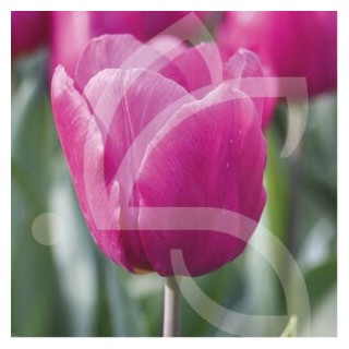 Bulbes Tulipes Simple Hative Purple Prince cal 12/+ les 100