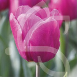 Bulbes Tulipes Purple...