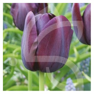 Bulbes Tulipes Simple Tardive Queen of Night cal 11/12 les 100