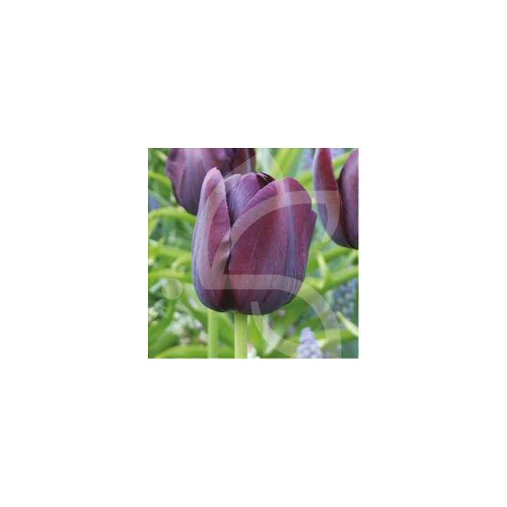 Bulbes Tulipes Simple Tardive Queen of Night cal 11/12 les 100