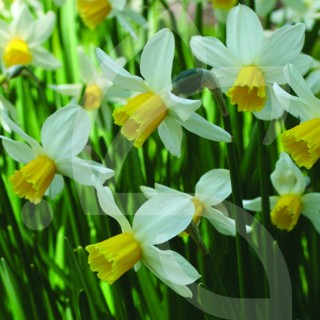 Bulbes Narcisses Jack Snipe cal 10-12 les 50