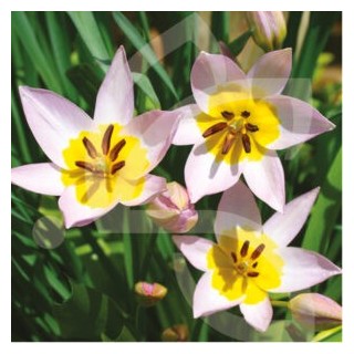 Bulbes Tulipes Botanique Saxatilis cal 06/08 les 100