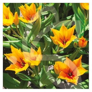 Bulbes Tulipes Botanique Praestans Shogun cal 09/10 les 100