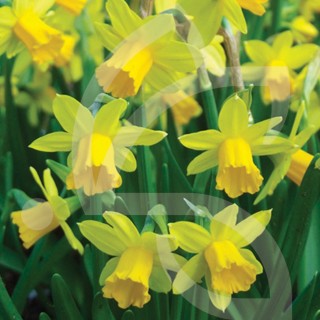 Bulbes Narcisses Tête à tête cal 10-12 les 50