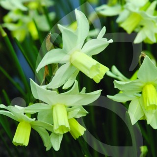 Bulbes Narcisses Toto cal 10-12 les 50