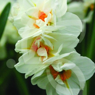 Bulbes Narcisses Cheerfulness cal 12-14 les 50