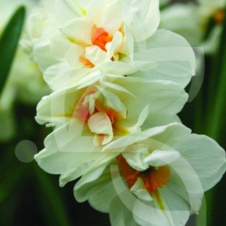 Bulbes Narcisses Cheerfulness cal 12-14 les 50