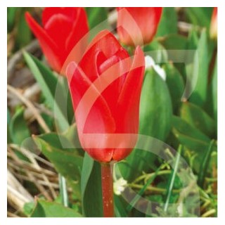 Bulbes Tulipes Botanique Kaufmanniana Showwinner cal 10/11 les 100
