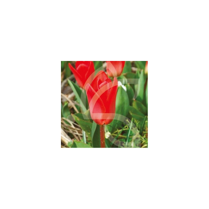 Bulbes Tulipes Botanique Kaufmanniana Showwinner cal 10/11 les 100