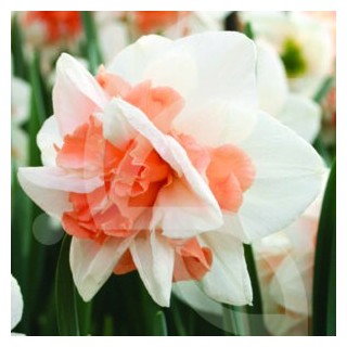 Bulbes Narcisses Delnashaugh cal 12-14 les 50