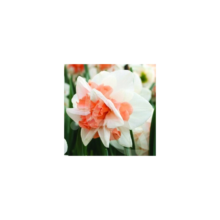 Bulbes Narcisses Delnashaugh cal 12-14 les 50