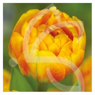 Bulbes Tulipes Double Tardive Sun Lover cal 11/12 les 100