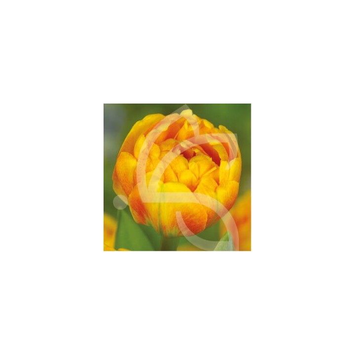 Bulbes Tulipes Double Tardive Sun Lover cal 11/12 les 100