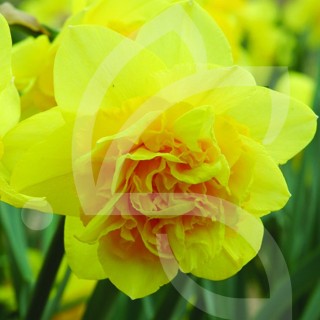 Bulbes Narcisses Dick Wilden cal 12-14 les 50
