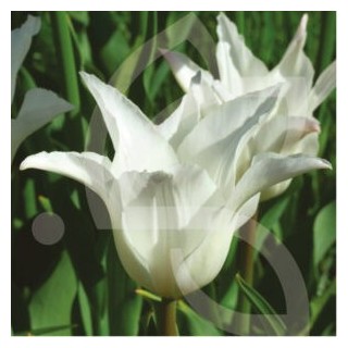 Bulbes Tulipes Fleur de Lys Très Chic cal 10/11 les 100