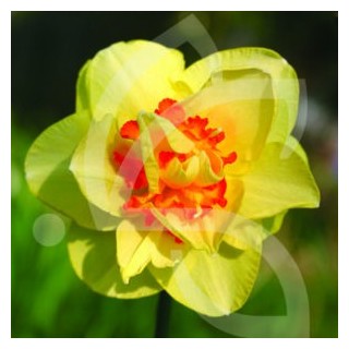 Bulbes Narcisses Tahiti cal 12-14 les 50