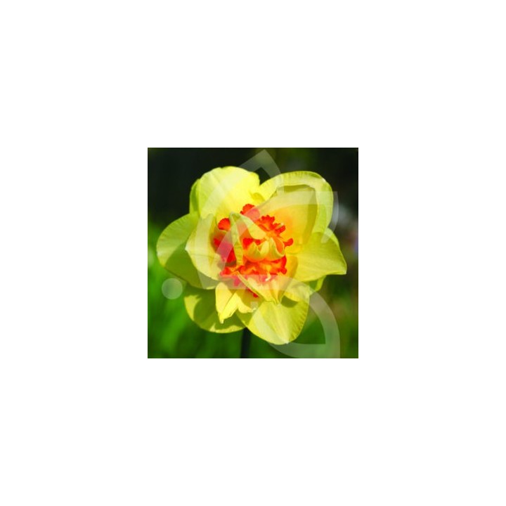 Bulbes Narcisses Tahiti cal 12-14 les 50