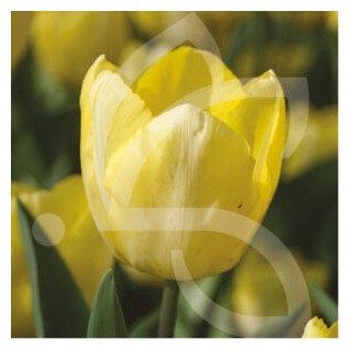 Bulbes Tulipes Simple Hative Sunny Prince cal 12/+ les 100