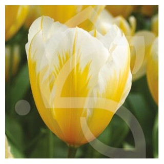 Bulbes Tulipes Botanique Fosteriana Sweetheart cal 11/12 les 100