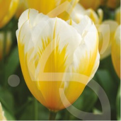 Bulbes Tulipes Sweetheart...