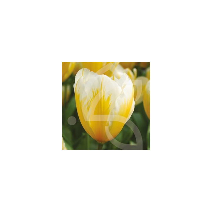 Bulbes Tulipes Botanique Fosteriana Sweetheart cal 11/12 les 100