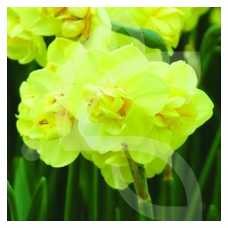 Bulbes Narcisses Yellow Cheerfulness cal 14/+ les 50