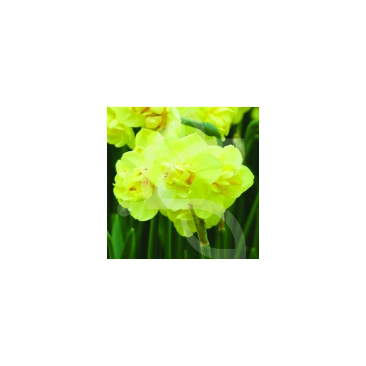 Bulbes Narcisses Yellow Cheerfulness cal 14/+ les 50